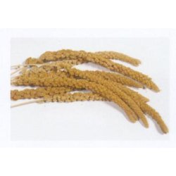 GULE FRANSKE HIRSEKOLBER  500 G.